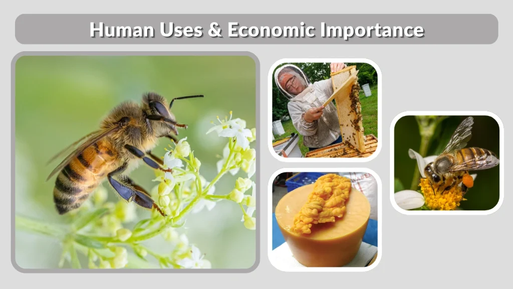 Human Uses & Economic Importance
