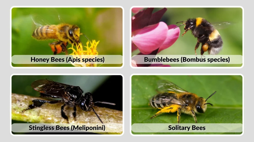 Identification of Bee Types Often Confused With Honey Makers