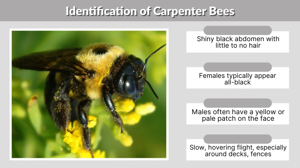 Identification of Carpenter Bees