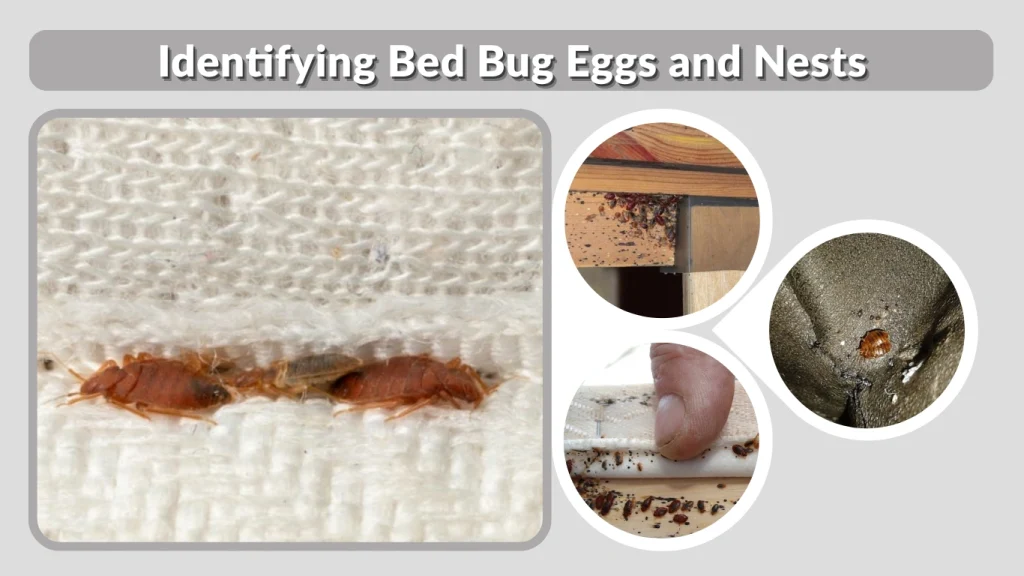 Identifying Bed Bug Eggs and Nests