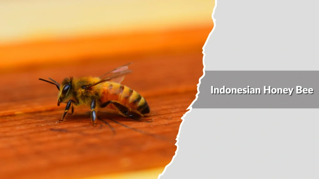 Indonesian Honey Bee