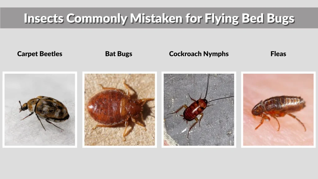 Insects Commonly Mistaken for Flying Bed Bugs
