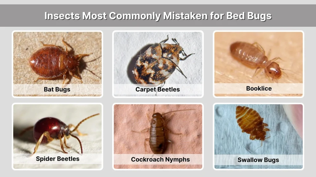 Insects Most Commonly Mistaken for Bed Bugs
