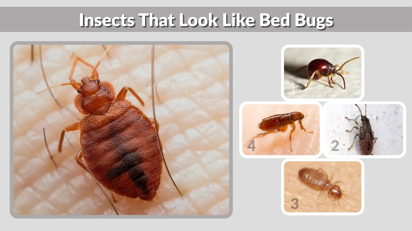 Insects That Look Like Bed Bugs Identification Guide With Pictures
