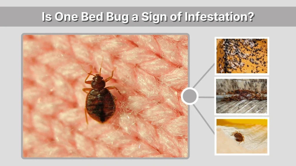 Is One Bed Bug a Sign of Infestation