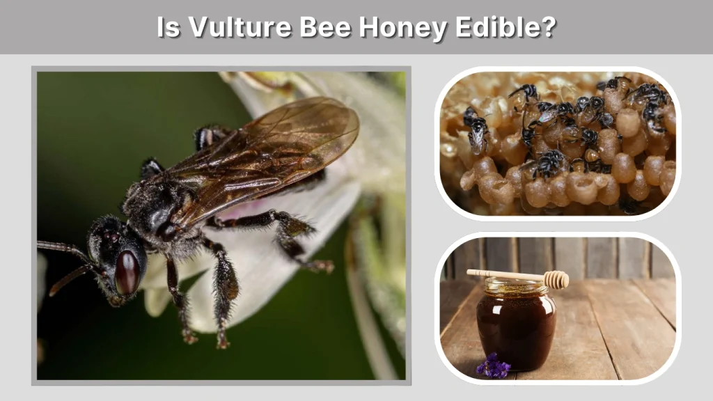 Is Vulture Bee Honey Edible