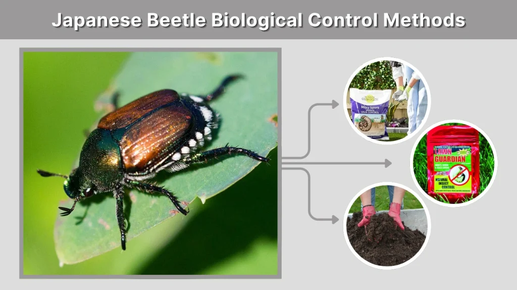 Japanese Beetle Biological Control Methods