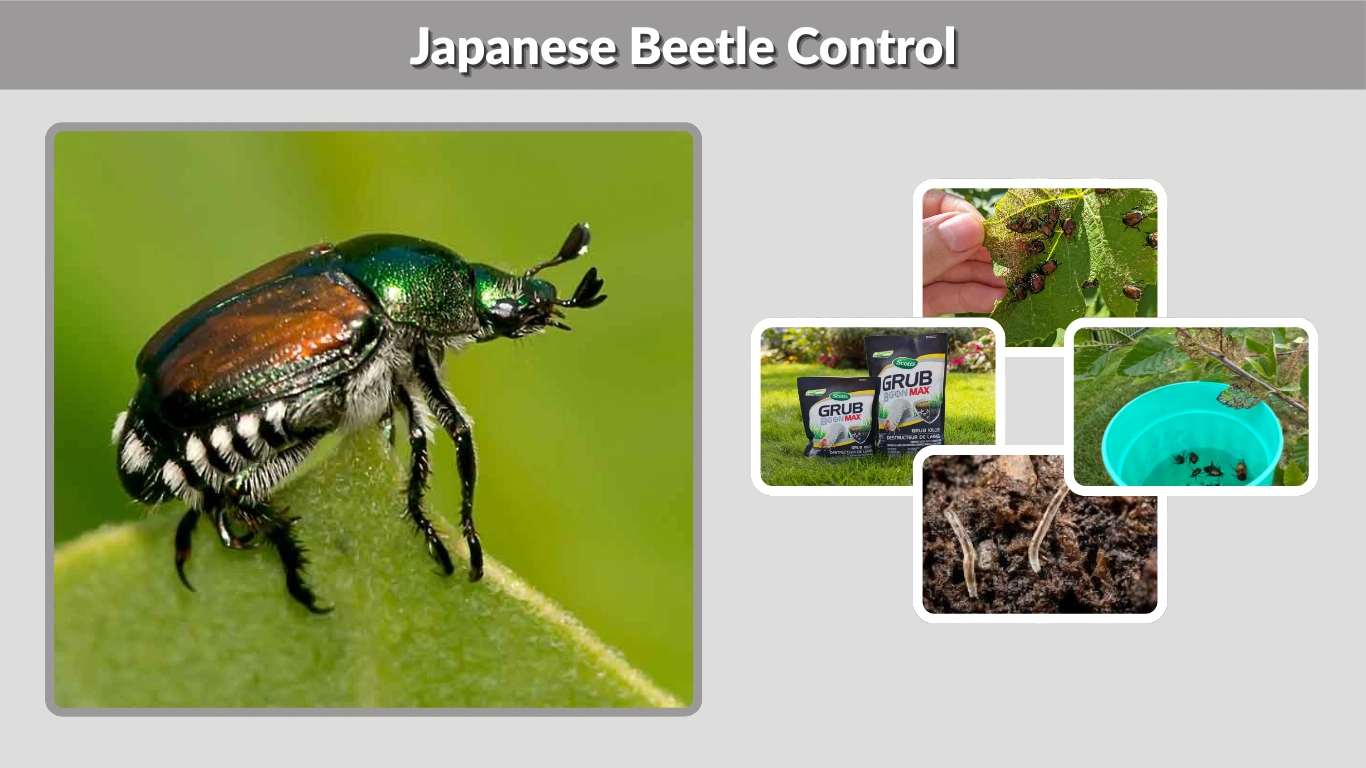 Japanese Beetle Control Effective Natural and Chemical Methods