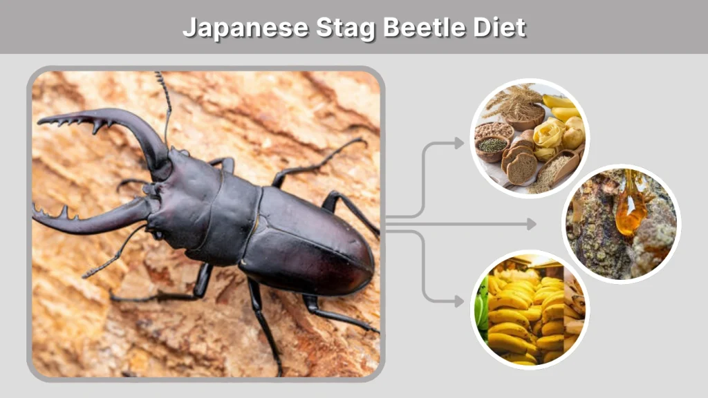 Japanese Stag Beetle Diet