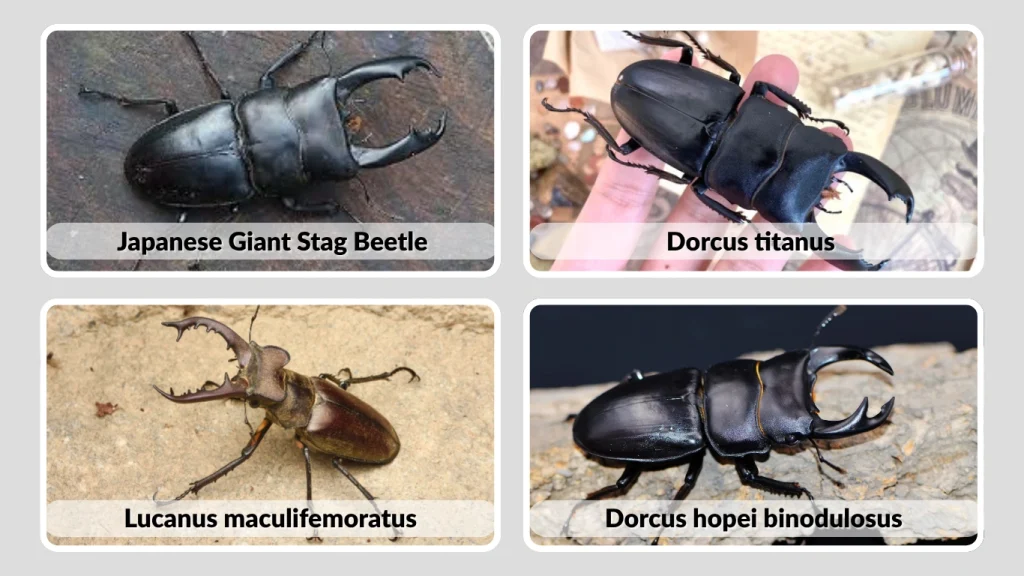Japanese Stag Beetle Species Overview