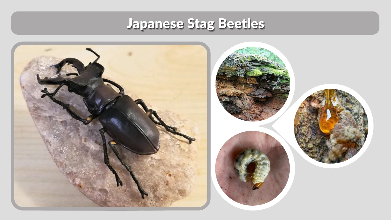 Japanese Stag Beetles Diet, Lifespan, Lifecycle & Habitat