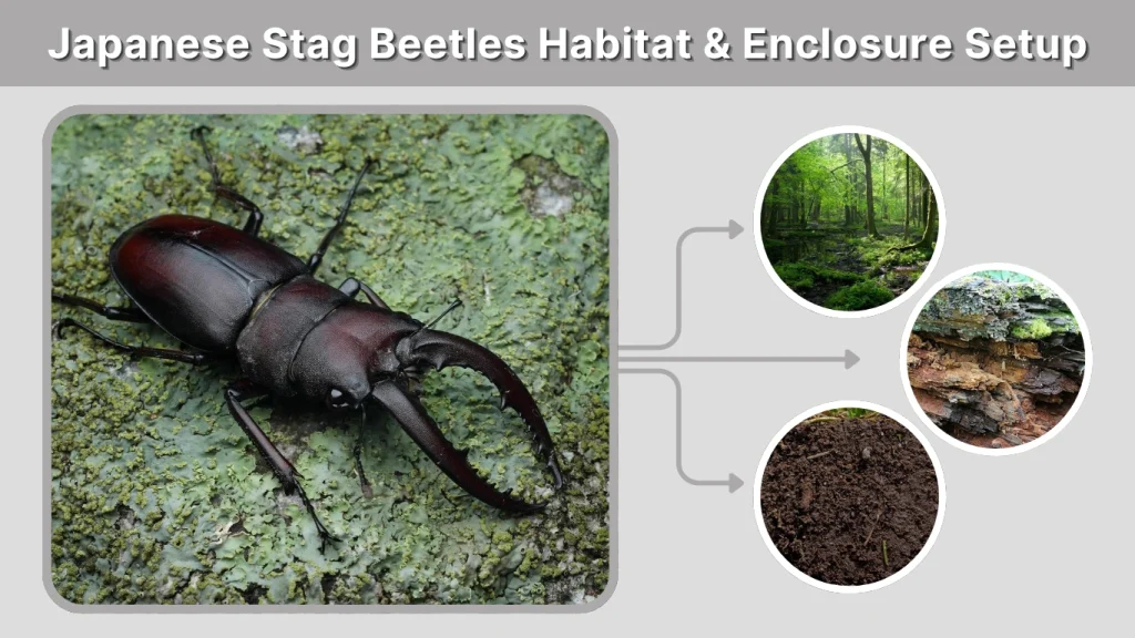 Japanese Stag Beetles Habitat & Enclosure Setup