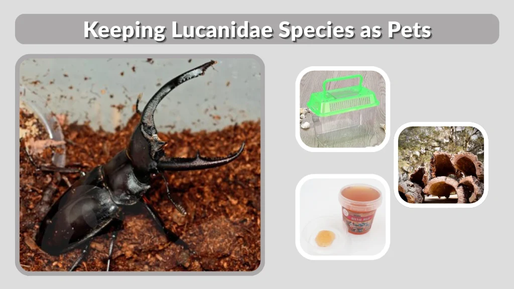 Keeping Lucanidae Species as Pets