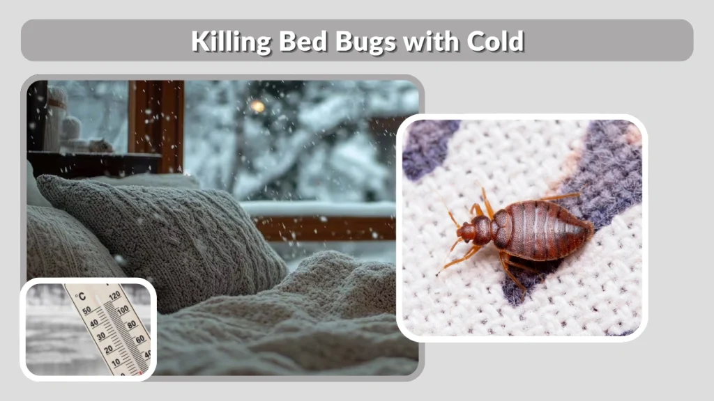 Killing Bed Bugs with Cold