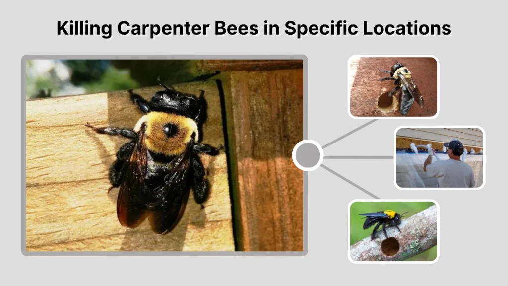Killing Carpenter Bees in Specific Locations