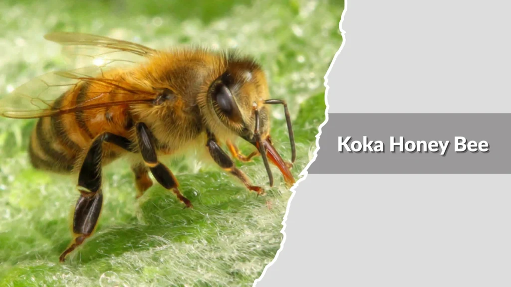 Koka Honey Bee