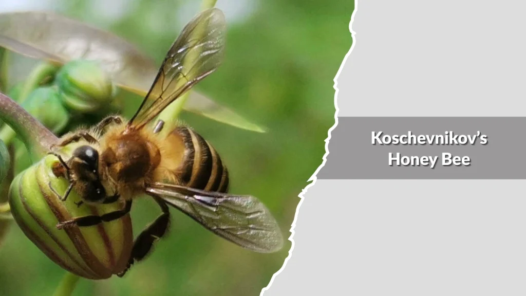 Koschevnikov’s Honey Bee