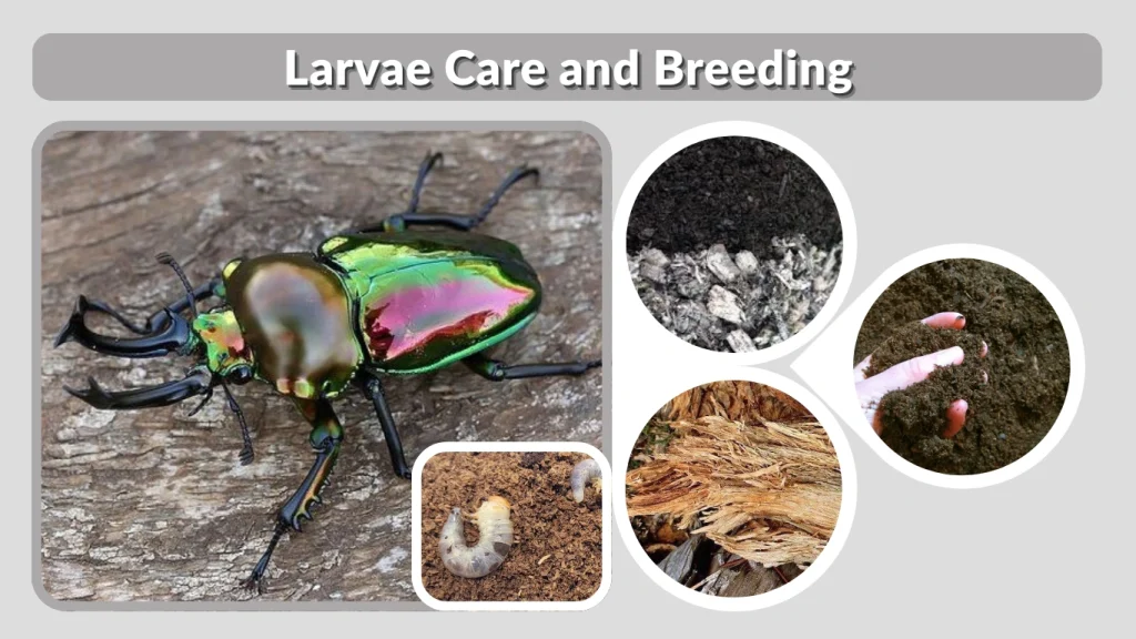 Larvae Care and Breeding