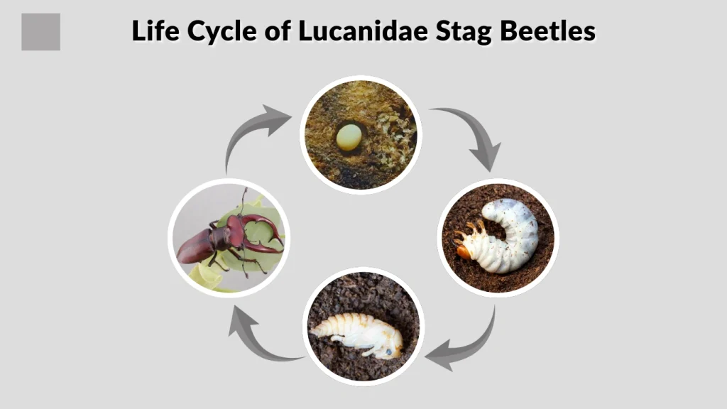 Life Cycle of Lucanidae Stag Beetles