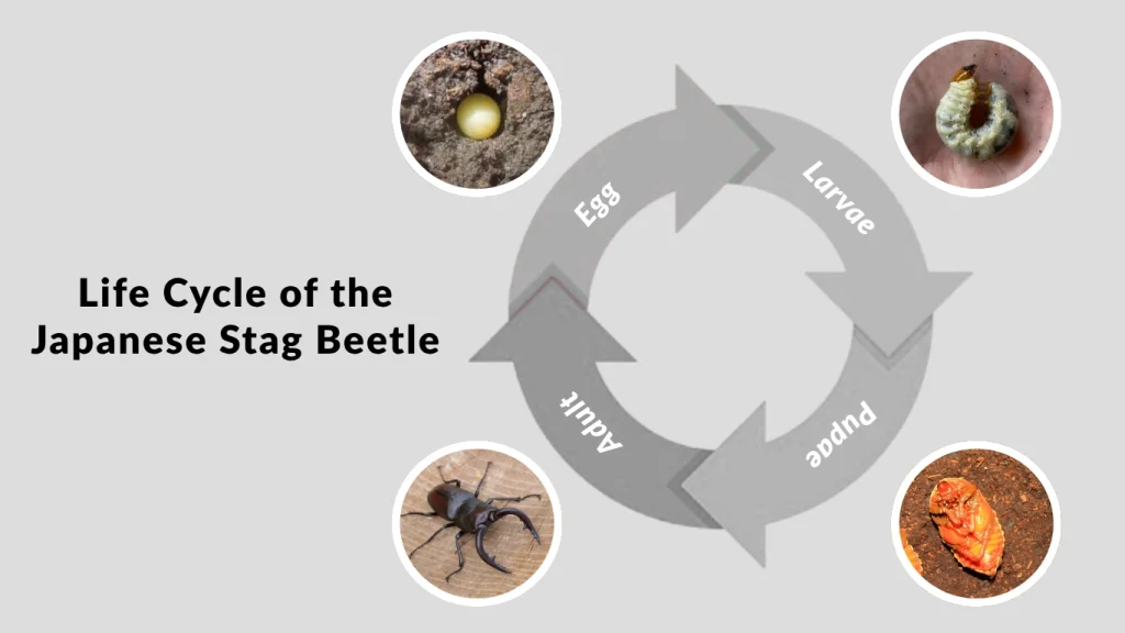 Life Cycle of the Japanese Stag Beetle