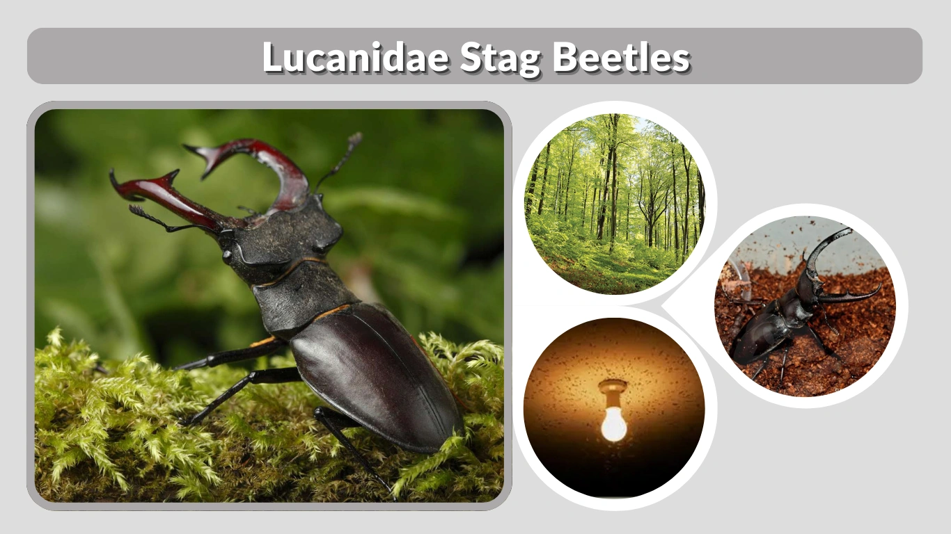 Lucanidae Stag Beetles Species, Traits & Habitat Guide