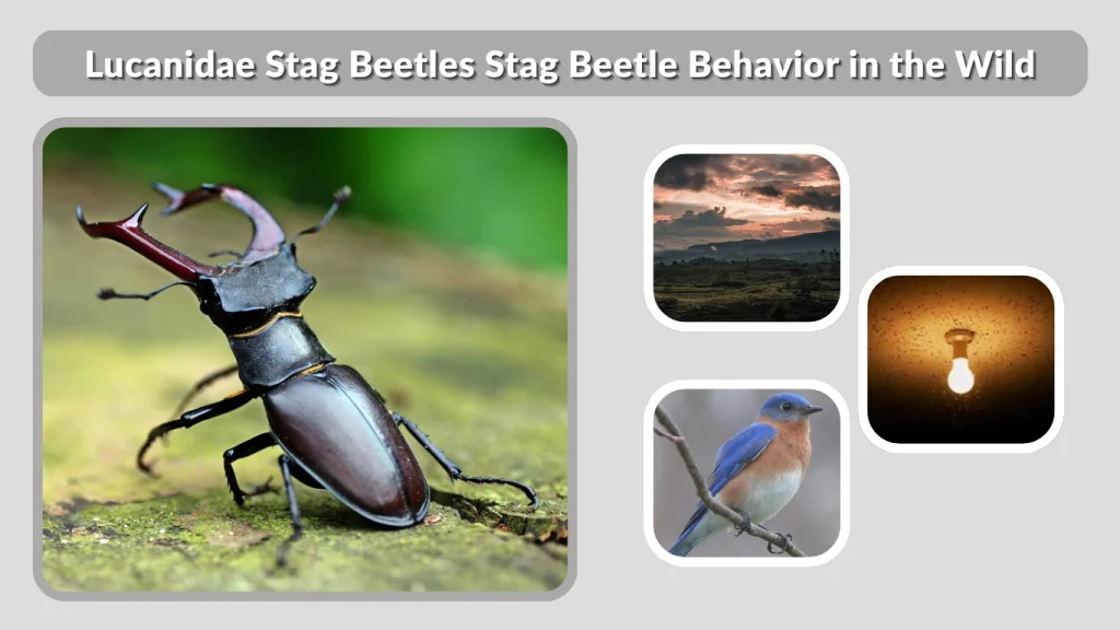 Lucanidae Stag Beetles Stag Beetle Behavior in the Wild