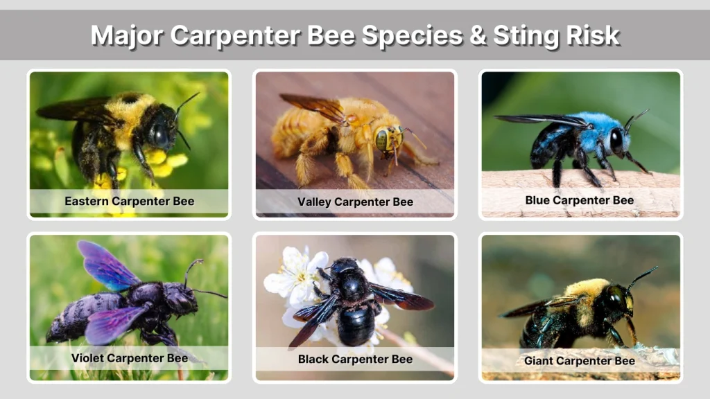 Major Carpenter Bee Species & Sting Risk