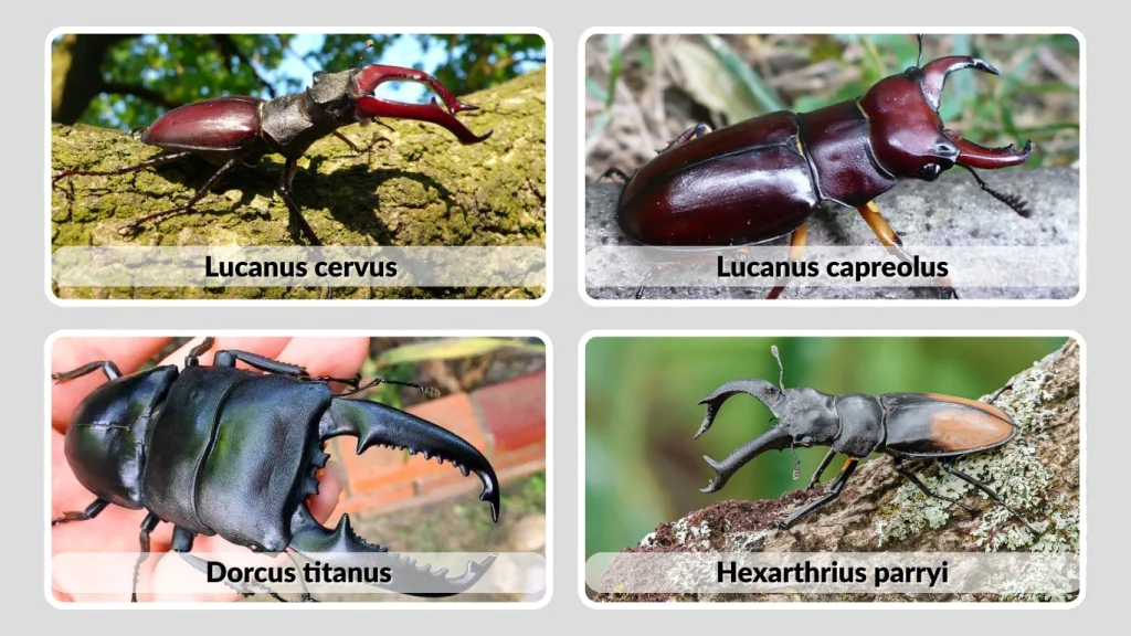 Major Stag Beetle Species in the Lucanidae Family