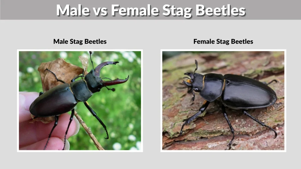 Male vs Female Stag Beetles