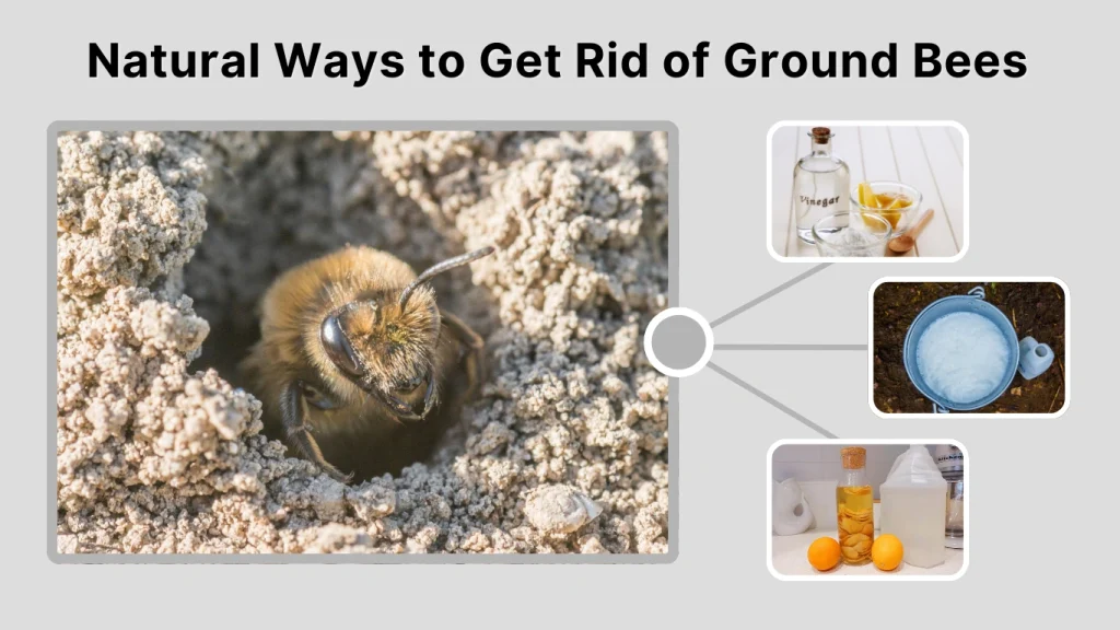 Natural Ways to Get Rid of Ground Bees