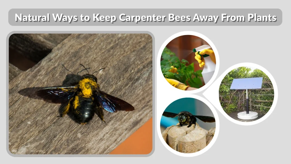 Natural Ways to Keep Carpenter Bees Away From Plants