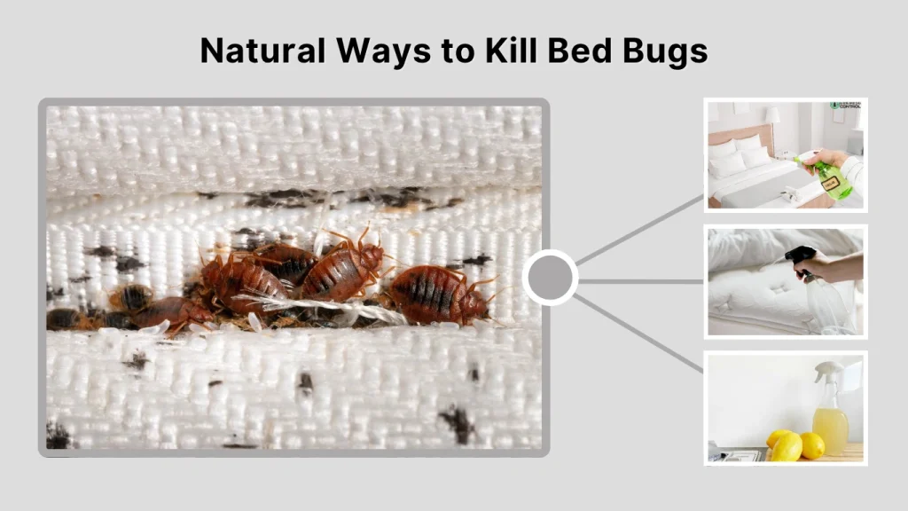 Natural Ways to Kill Bed Bugs
