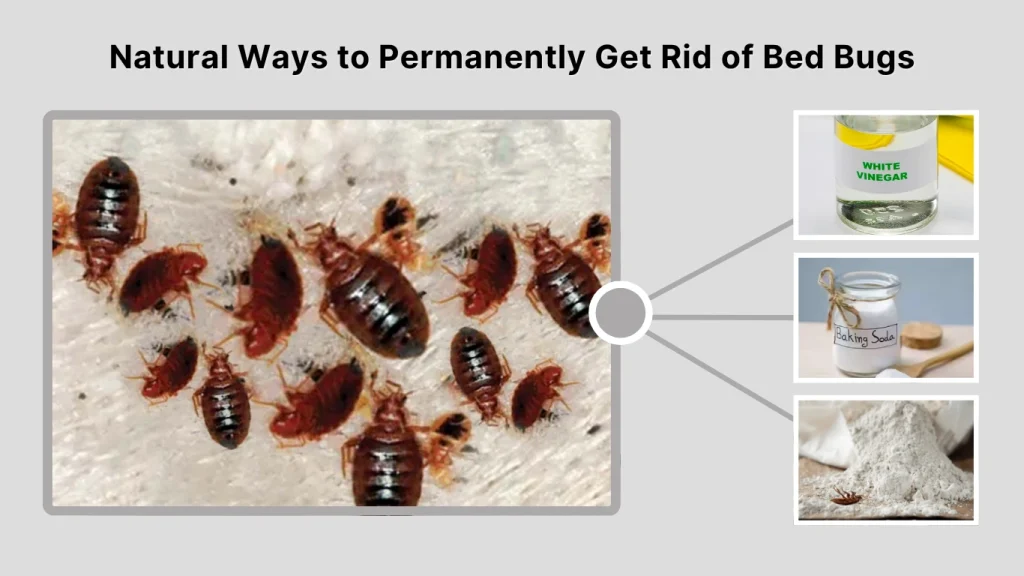 Natural Ways to Permanently Get Rid of Bed Bugs