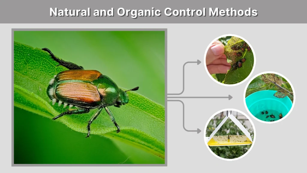 Natural and Organic Control Methods