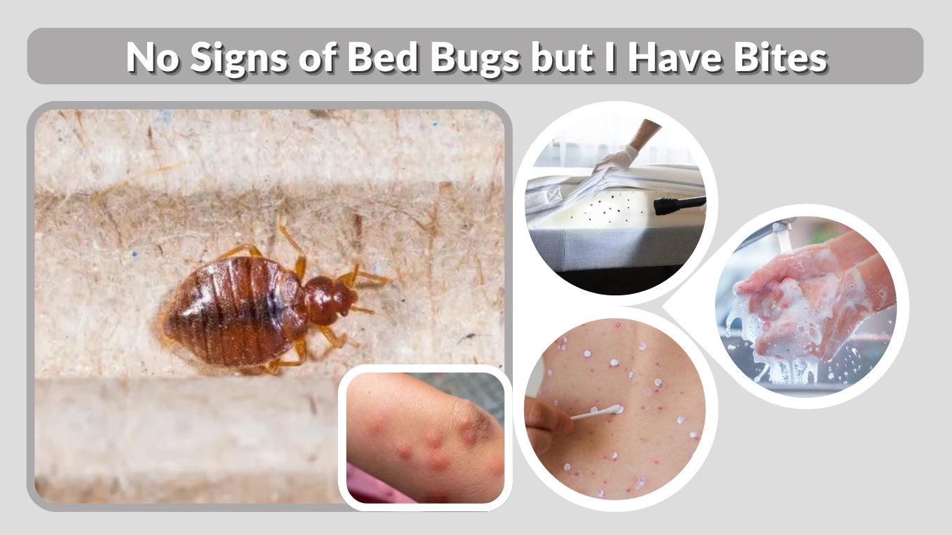 No Signs of Bed Bugs but I Have Bites Causes and What to Do