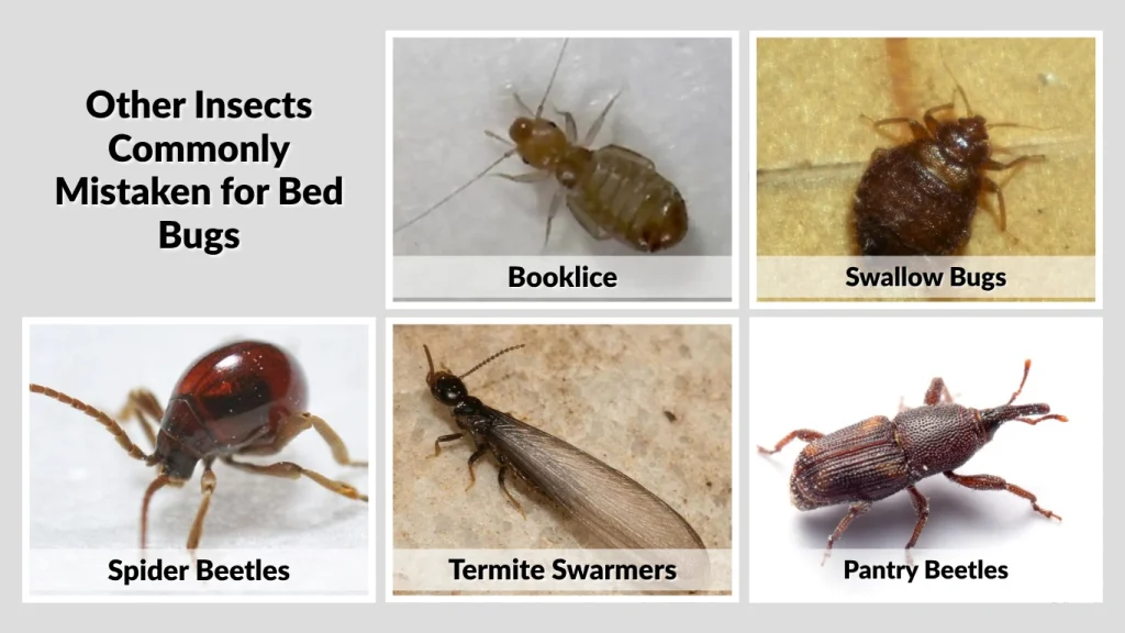 Other Insects Commonly Mistaken for Bed Bugs