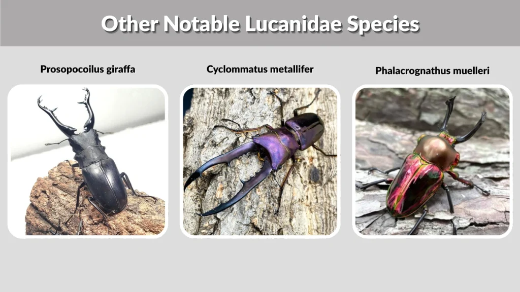 Other Notable Lucanidae Species