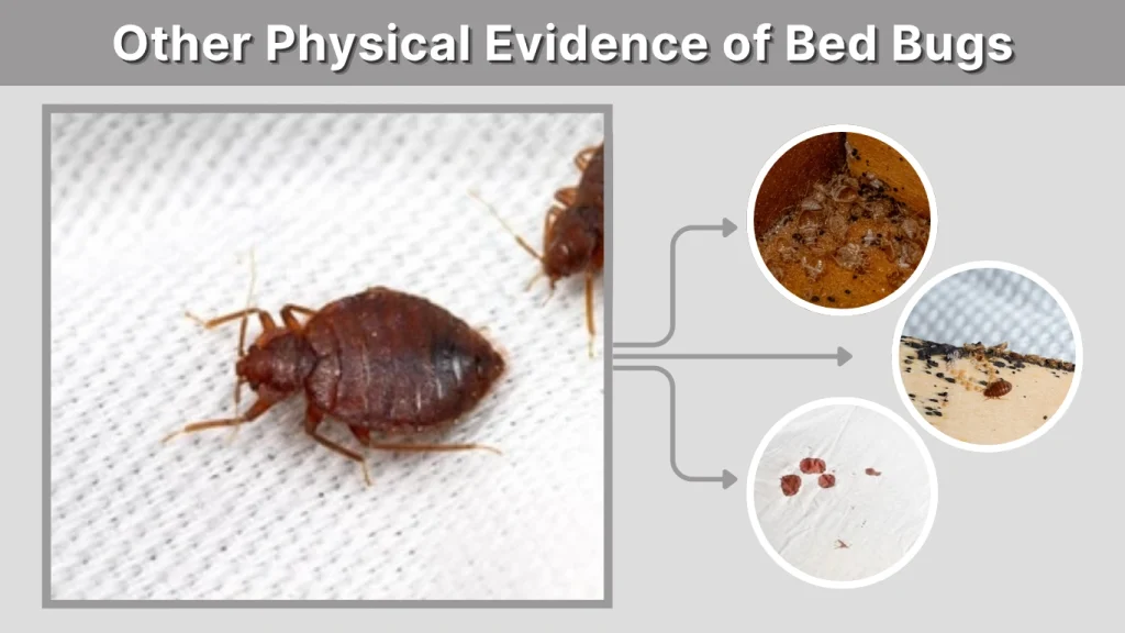 Other Physical Evidence of Bed Bugs
