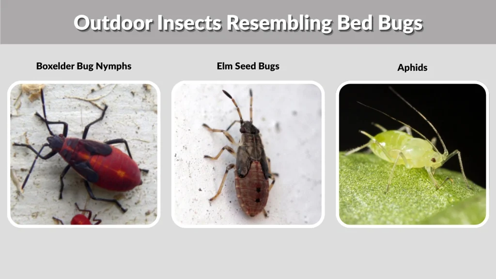 Outdoor Insects Resembling Bed Bugs