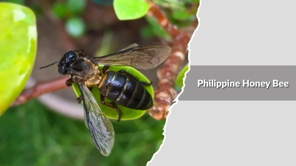 Philippine Honey Bee