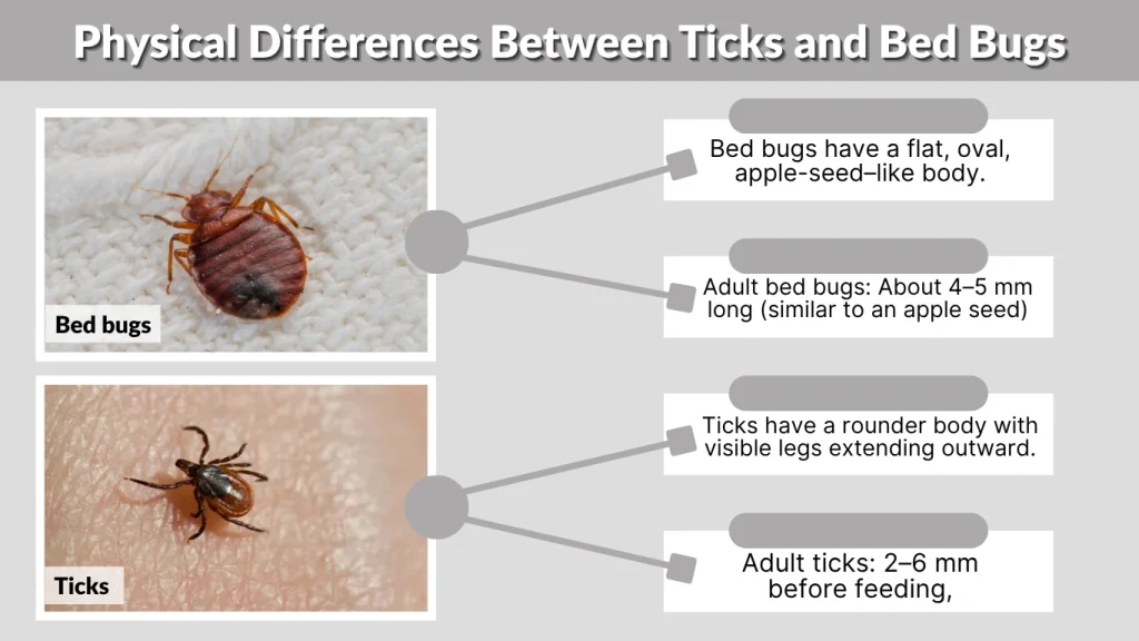 Physical Differences Between Ticks and Bed Bugs