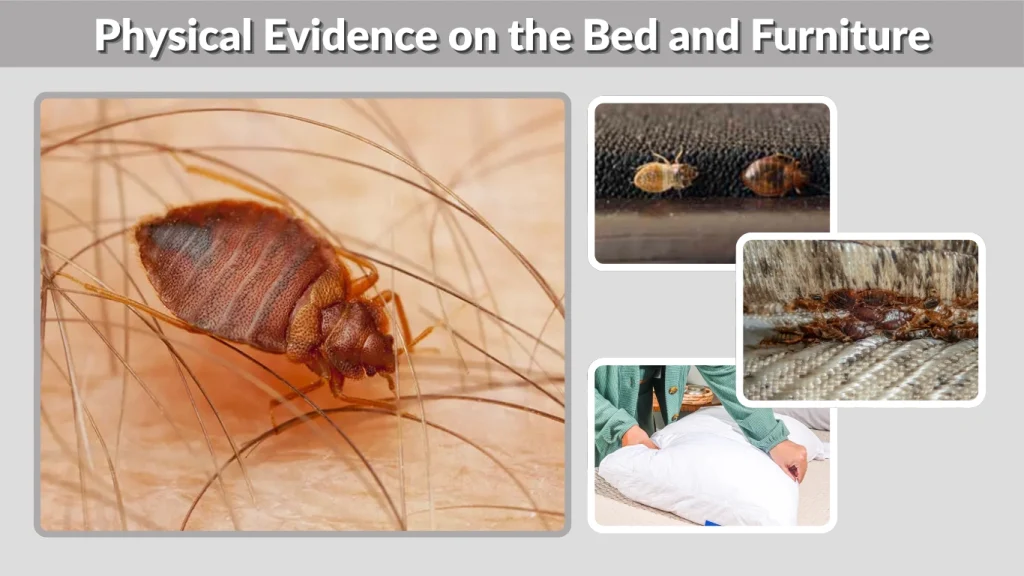 Physical Evidence on the Bed and Furniture