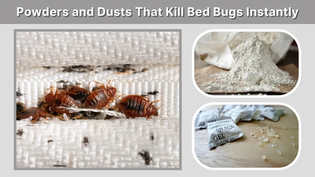 Powders and Dusts That Kill Bed Bugs Instantly