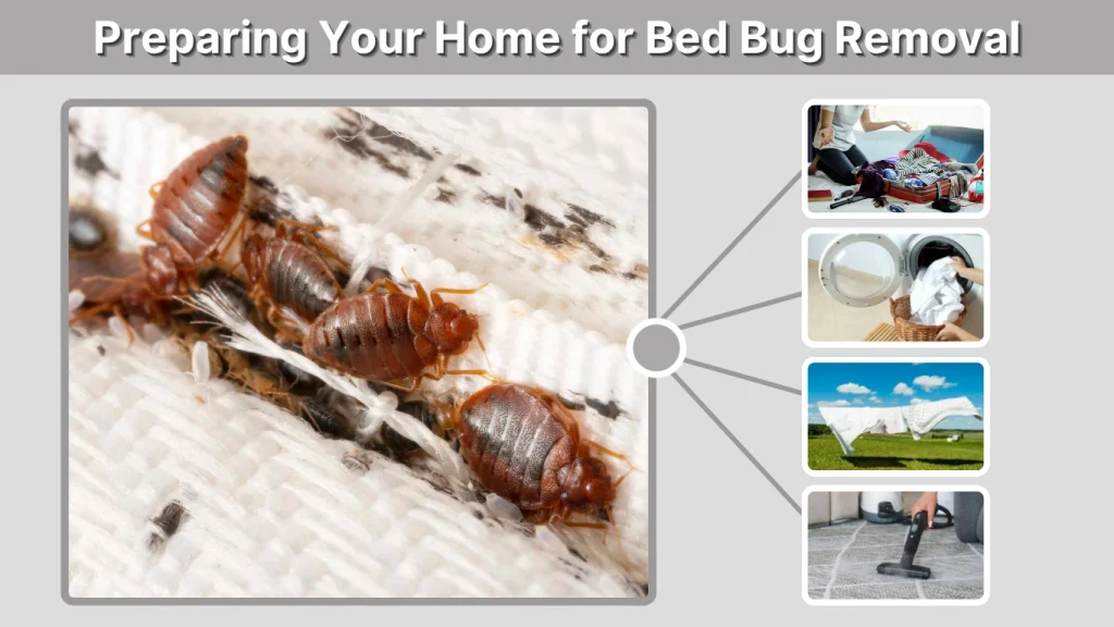 Preparing Your Home for Bed Bug Removal