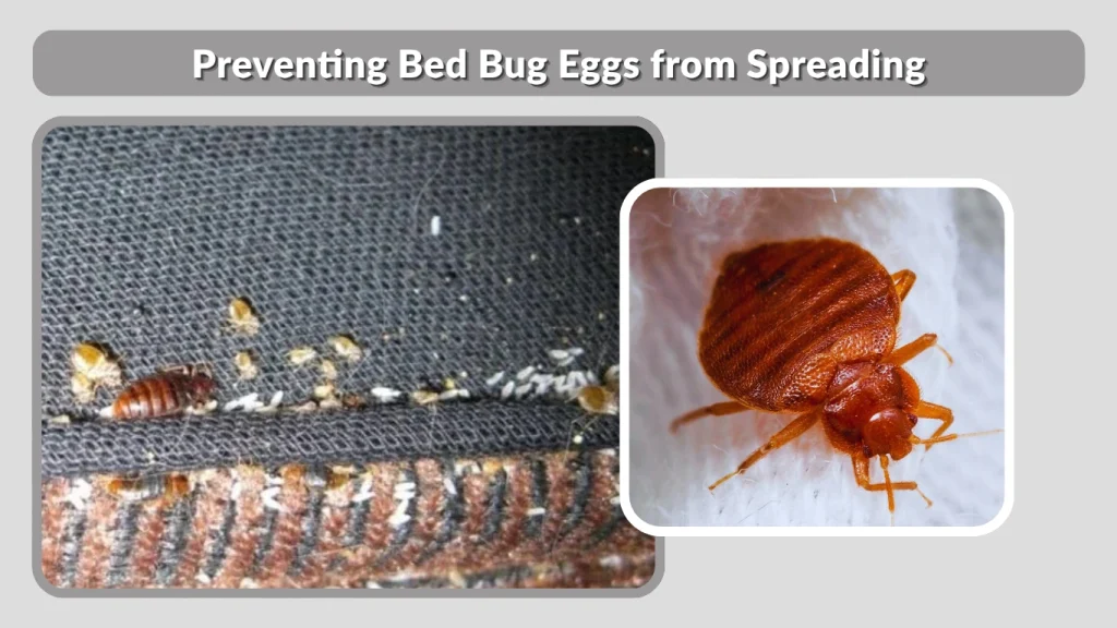 Preventing Bed Bug Eggs from Spreading