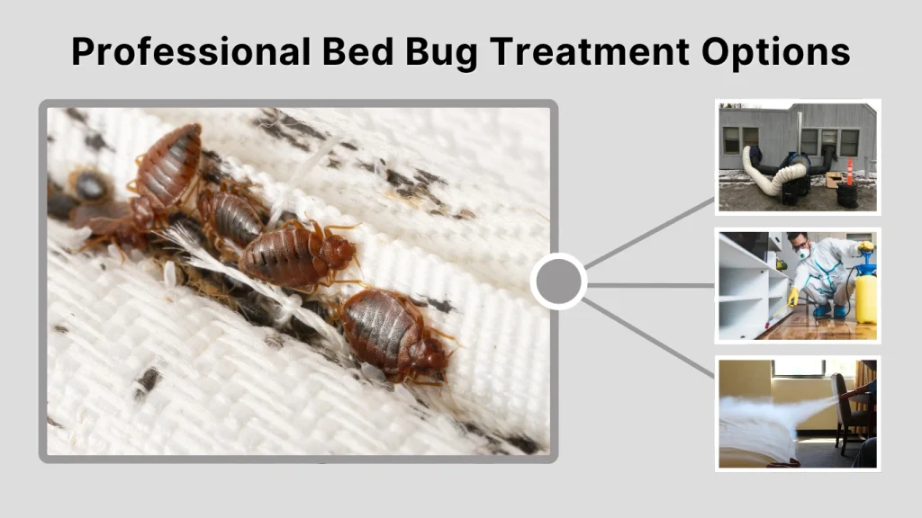 Professional Bed Bug Treatment Options