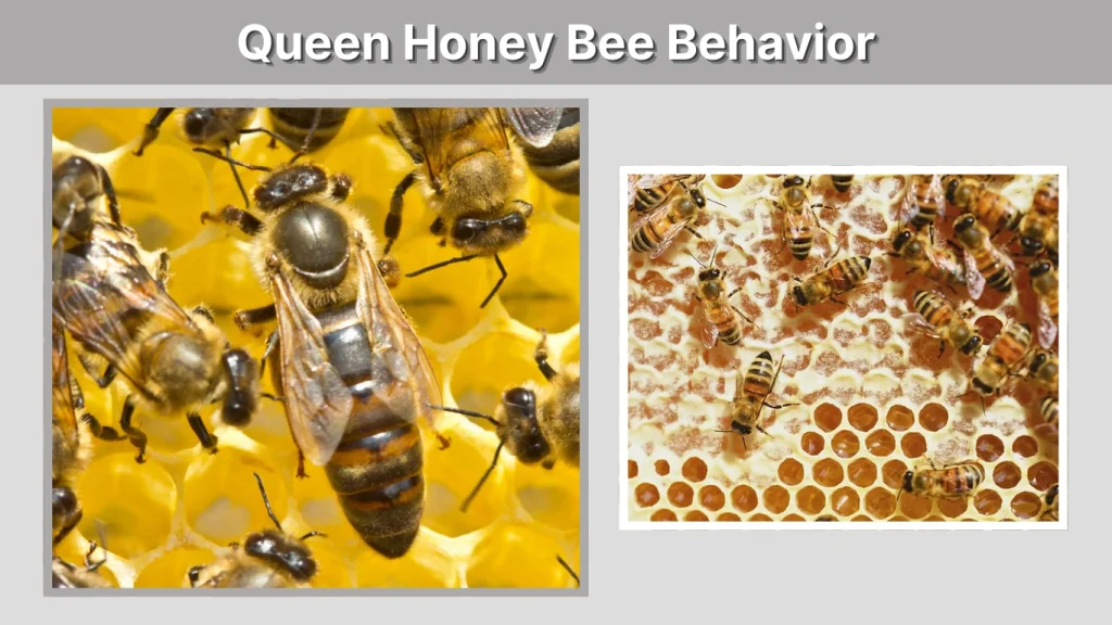Queen Honey Bee Behavior