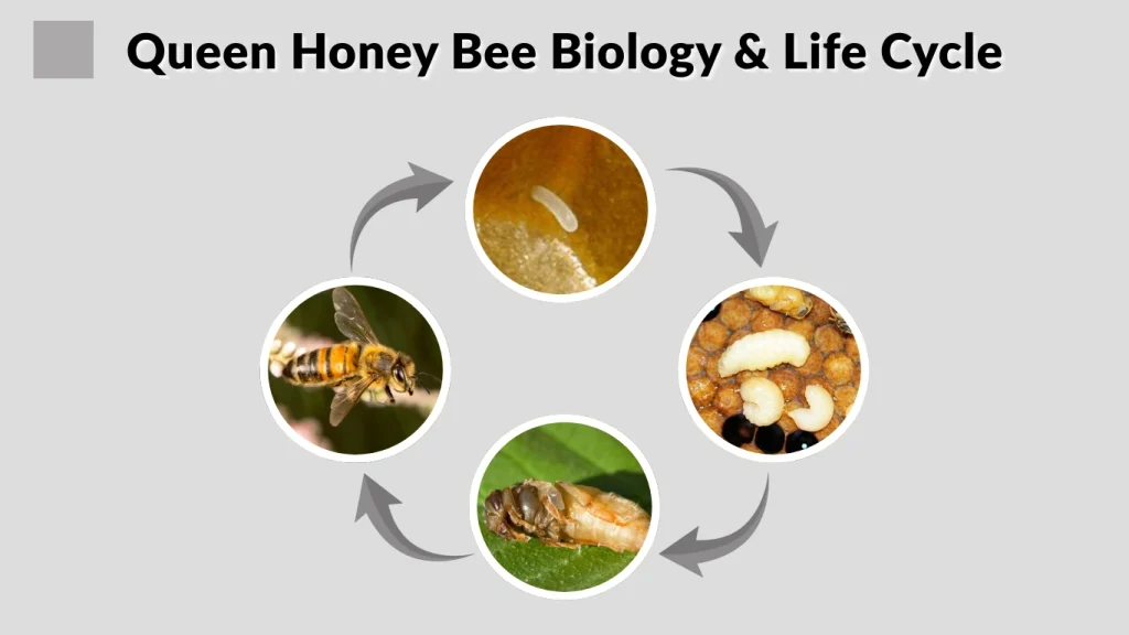 Queen Honey Bee Biology & Life Cycle