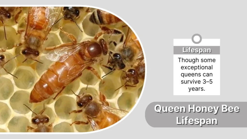 Queen Honey Bee Lifespan