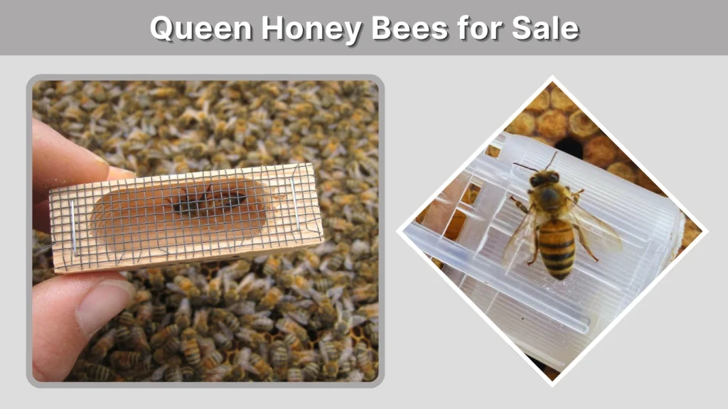 Queen Honey Bees for Sale